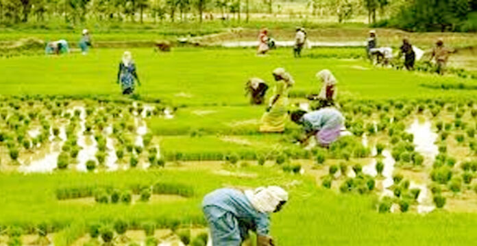 Telangana's Agricultural Success Highlights