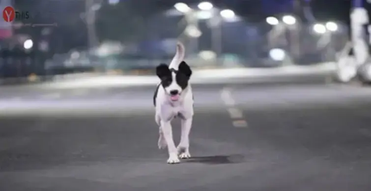 Telangana: Warangal cop bitten by dog while saving elderly woman