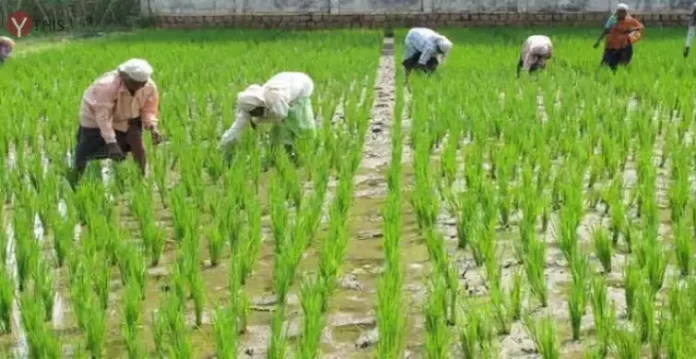 Farmers in Telangana in a bind due to delayed monsoon