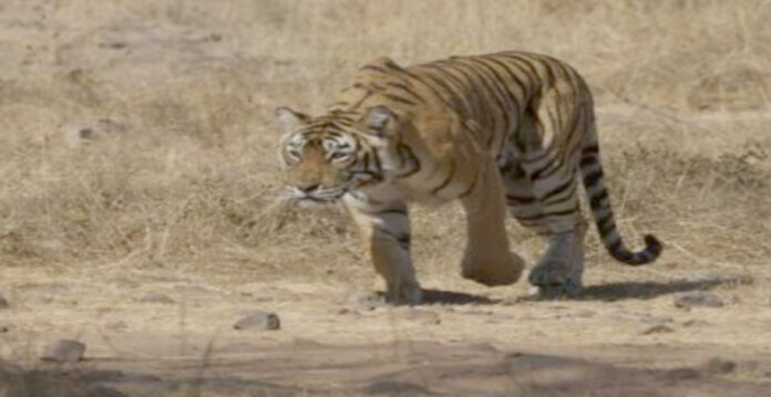 Lucknow Zoo Tigress bites off her own tail