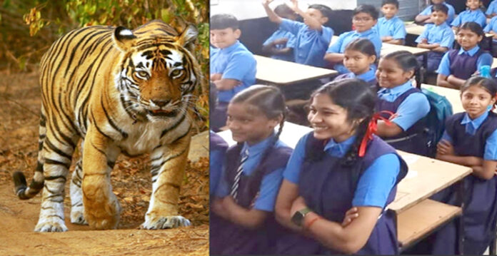 tiger and school