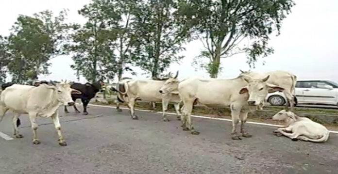 cow
