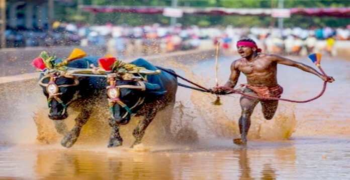 buffalo racing sport
