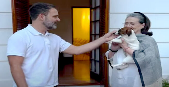 rahul gandhi puppy