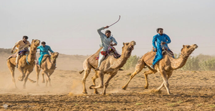 camel race