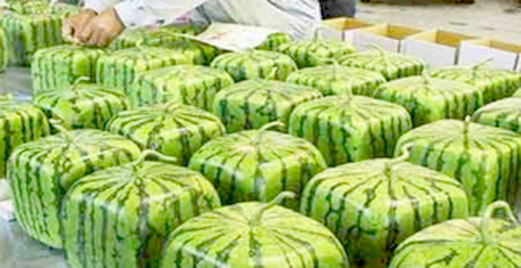 water melon