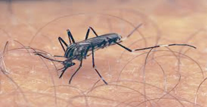 mosquito