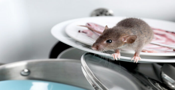rat hyderabad hotel