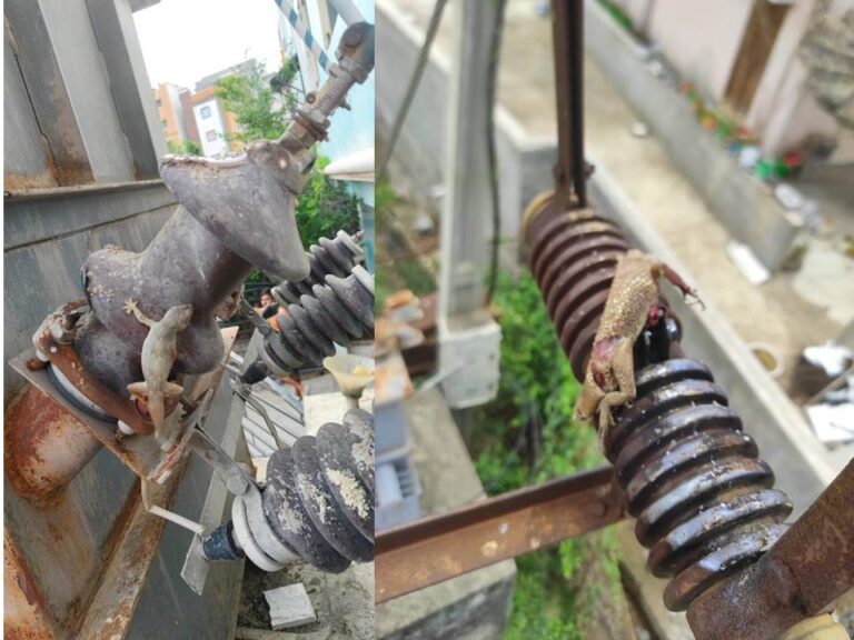 lizard powercut