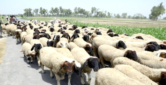 sheeps
