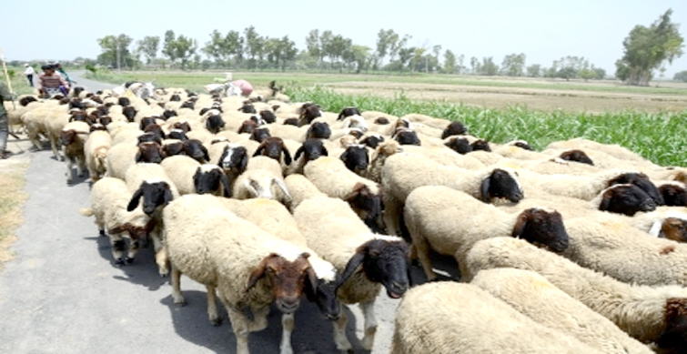 sheeps
