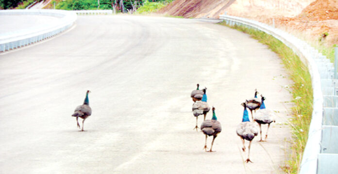 peacock