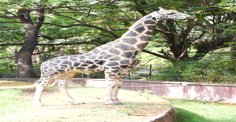 giraffe