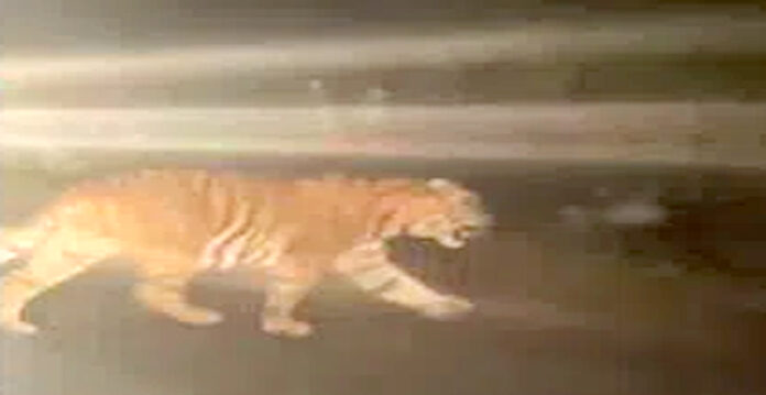 tiger roaming