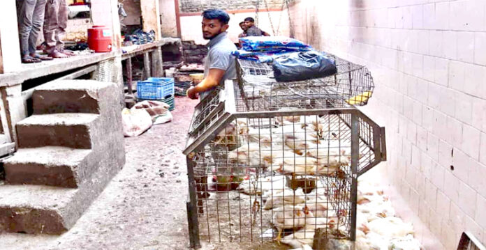 chicken market