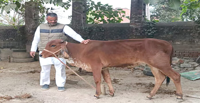 ansari dubey