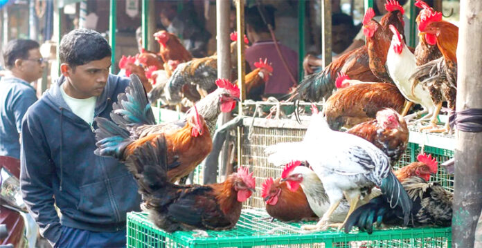 chicken