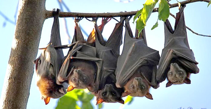 bats