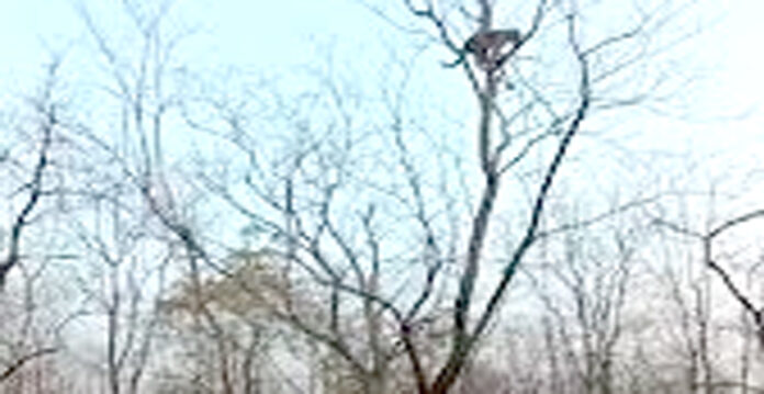 leopard on tree asifabad