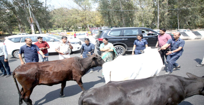 rekha cow