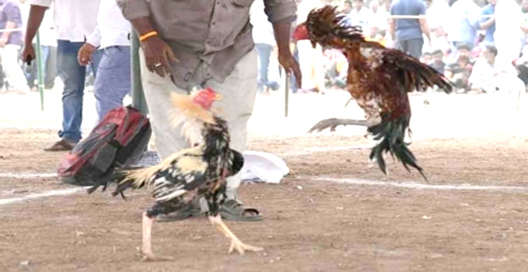 rooster fight