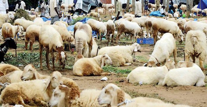 sheep market hyderabad