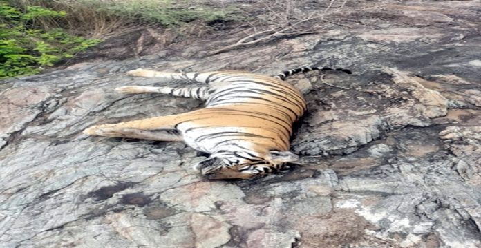 tiger dead