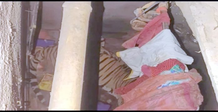 tiger in home