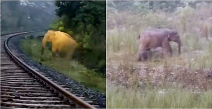 elephant birth on railway track