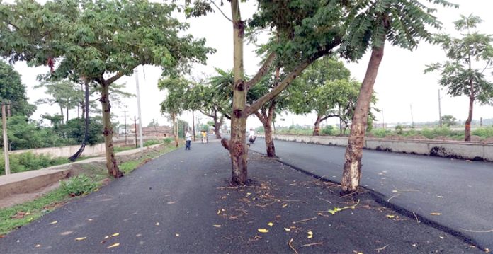 trees on road